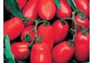 Уліссе F1 - томат детермінант, 2500  насіння, Syngenta (Сингента), Голландія фото, цiна